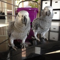 Male and female African Grey parrots available now 
